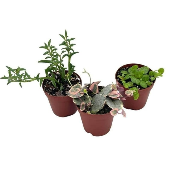 Succulent Strings Set of 3, Variegated String of Hearts, Turtles, Pearls, Dolphins, or Needles, Premium Collection, 2 inch pots, Plant Gift