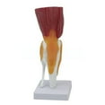 thumbnail image 3 of Human Knee Joint Model with Ligaments Human Knee Anatomy Model Medicals Teaching Tool for Study and Display, 3 of 7
