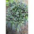 thumbnail image 1 of 20 FILIUS BLUE PEPPER Capiscum Annuum Christmas Pepper Vegetable Seeds, 1 of 5