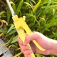 thumbnail image 1 of OUNONA 4Ud Mango Con Control Para Manual Agrícola Cómodo Y Resistente Amarillo, 1 of 8