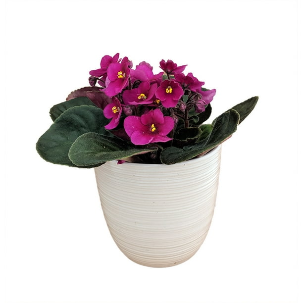 Novelty African Violet 4" White Textured Ceramic Pot Best Blooming