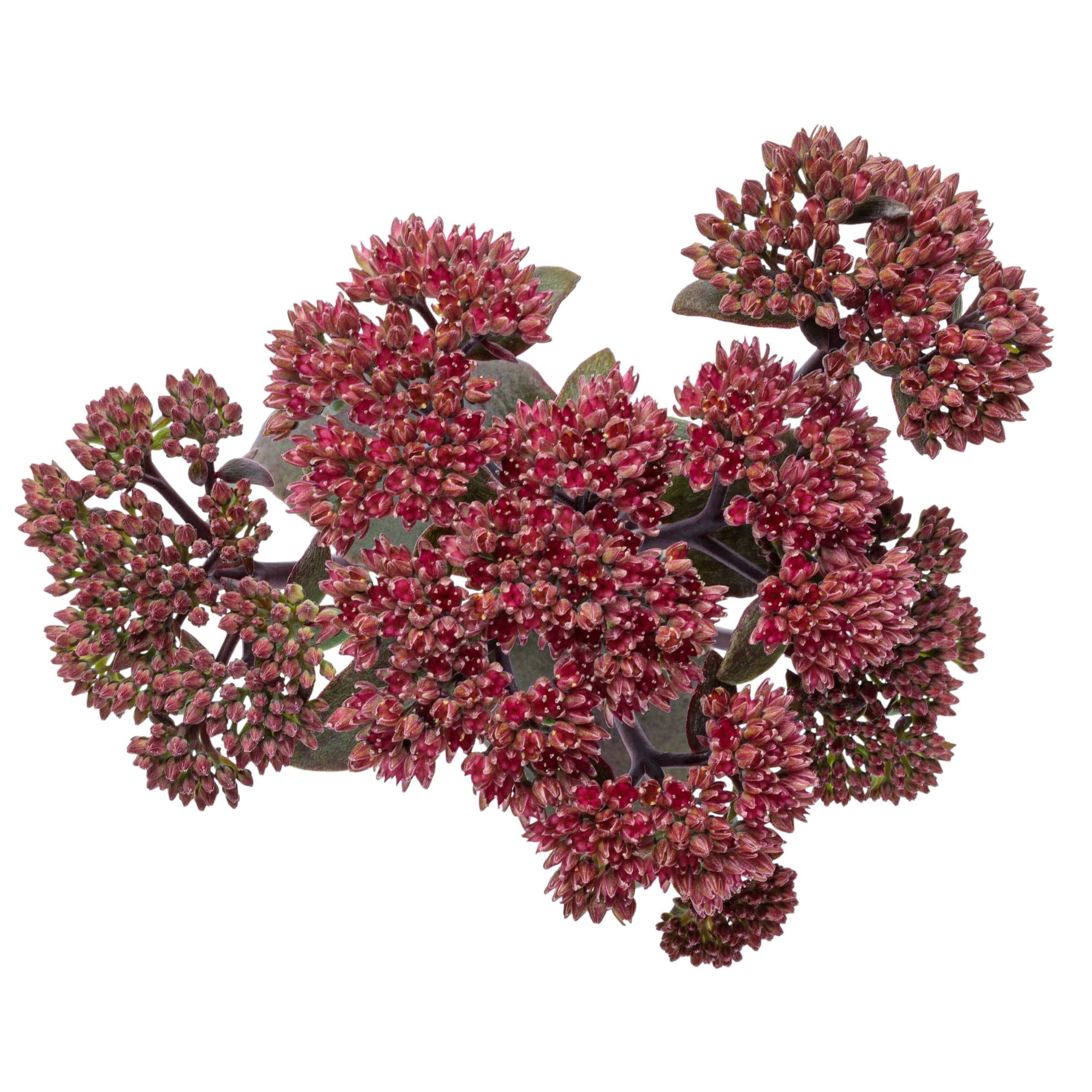 Proven Winners 5" Red Rock 'N Grow 'Midnight Velvet' Stonecrop Live Plant in 4.5" Pot
