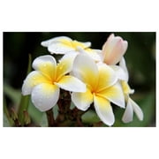 Plumeria Tree Plant Cutting Yellow 10"-12" Long Unrooted YeSayH