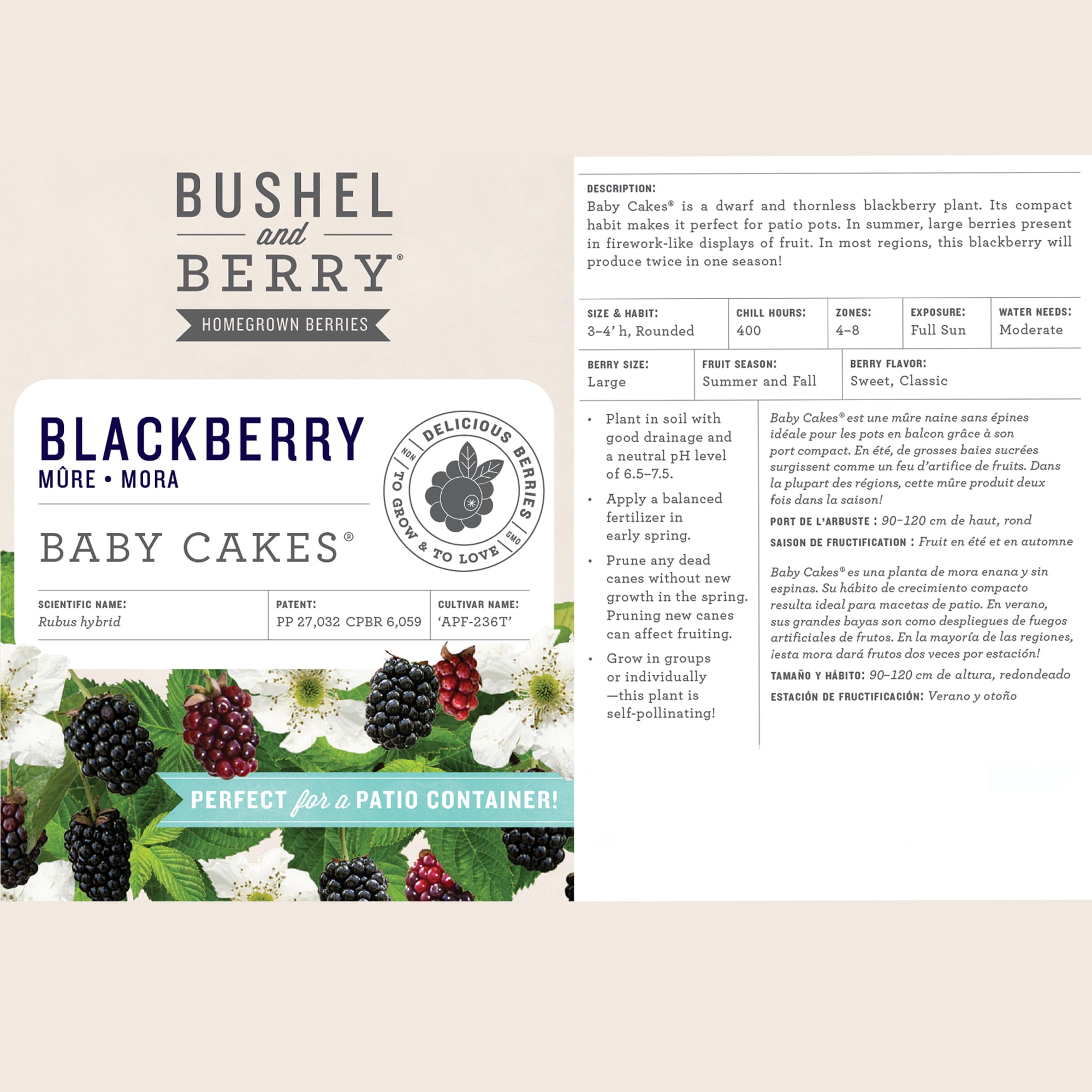 Bushel & Berry Blackberry Baby Cakes Live Shrub in 2-Gallon Grower Pot