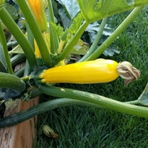 Golden Glory Summer Squash ~10 Seeds – Non-GMO Heirloom | 53 Days to Harvest | Golden Zucchini with Tender Buttery Flesh | High-Yield, Pollen-Free, Heat Tolerant