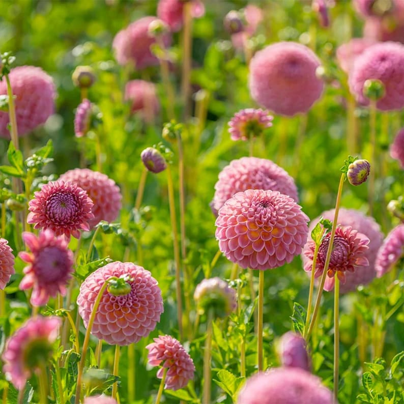 40 Seeds Jowey Winnie Dahlia Seeds - Pollinator Friendly,, Heirloom Flower Seeds for Garden Blooms