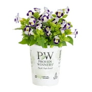 Proven Winners 1.5PT Multicolor Torenia Live Plants with Grower Pot