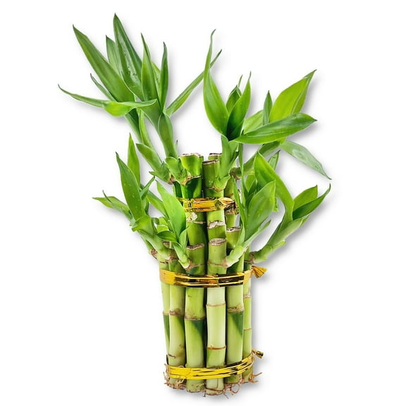 Lucky Indoor Bamboo Tower - Live Plant - Ships Bare Root - Approx 6 Inch Tall Multileveled Stalks - Air Purifying Feng-Shui Zen Garden Houseplants