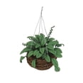 thumbnail image 4 of Cesta de Mimbre Zulema Miniatura Planta en miniatura, 4 of 5