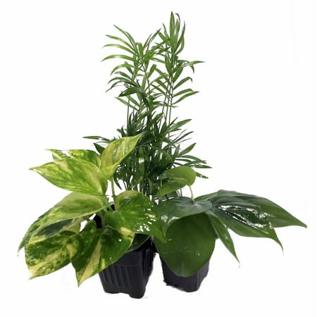 Low Light House Plant Collection - Parlor Palm/Philodendron/Devil's Ivy -3