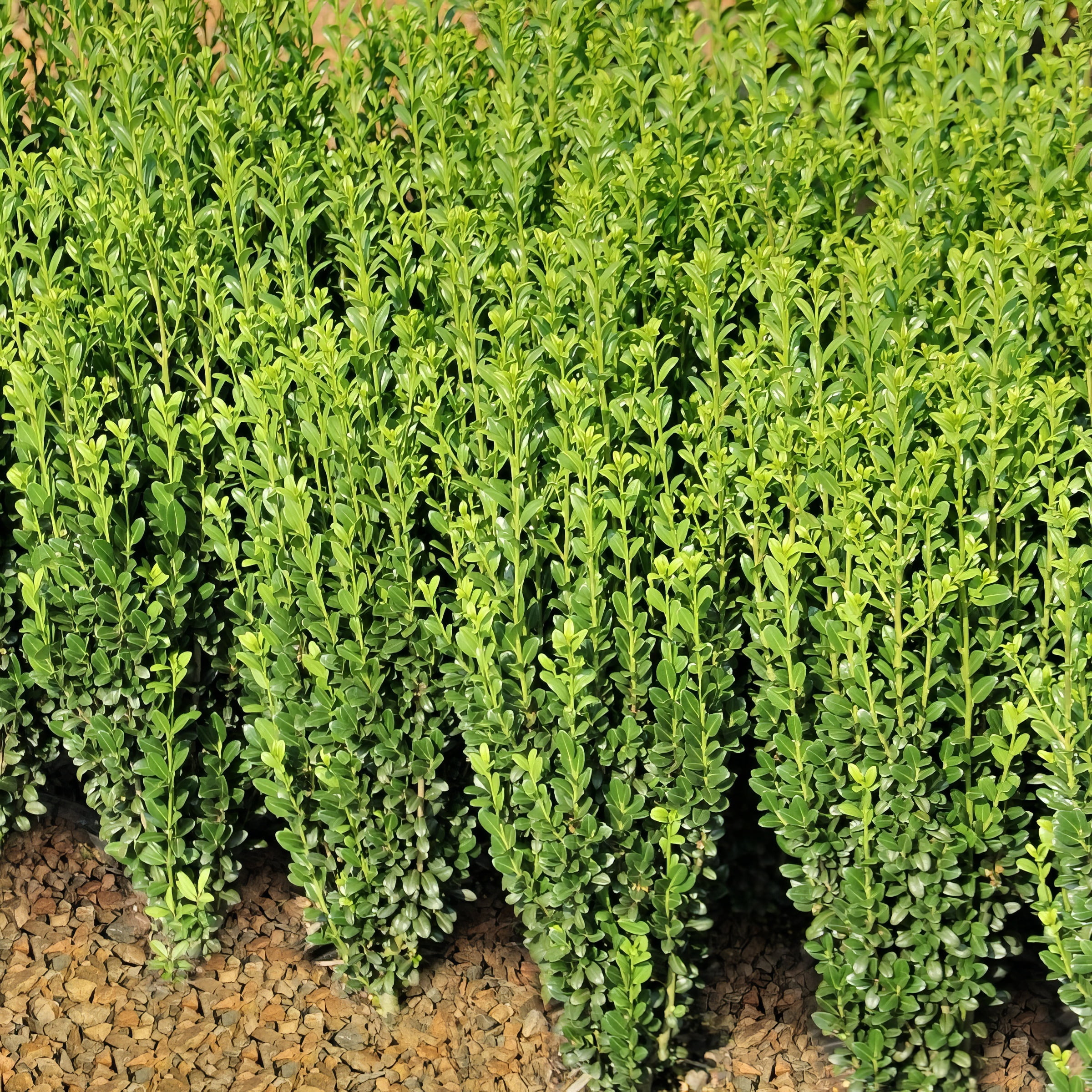 1 gal Holly 'Sky Pencil' Live Shrub with Full Sunlight
