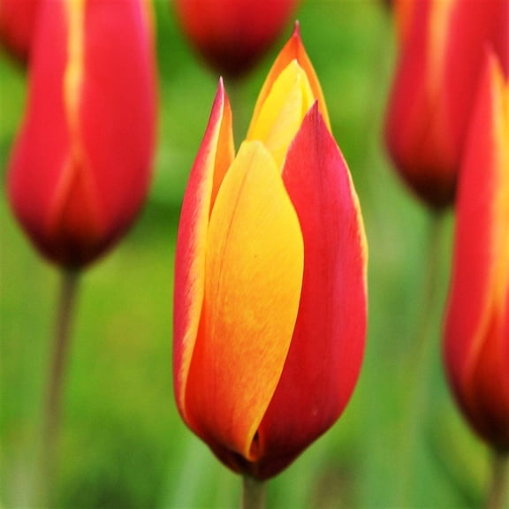 Easy to Grow Tulip Chrysantha 10 Plant Bulbs Species Group, Spring Zones 3-8