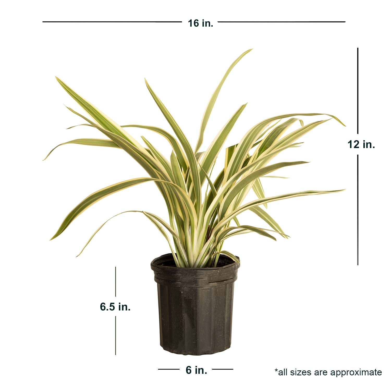 Expert Gardener Silver Streak Dianella (2.5 Quart) Flax Lily Perennial with Variegated Foliage