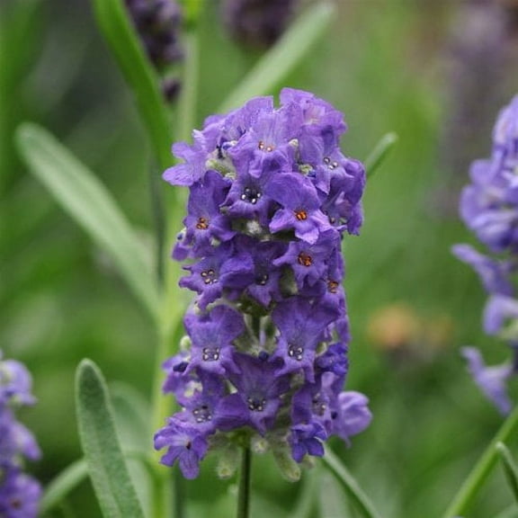 Lavender Ellegance Purple Nice Garden Flower 15 Seeds By Seed Kingdom