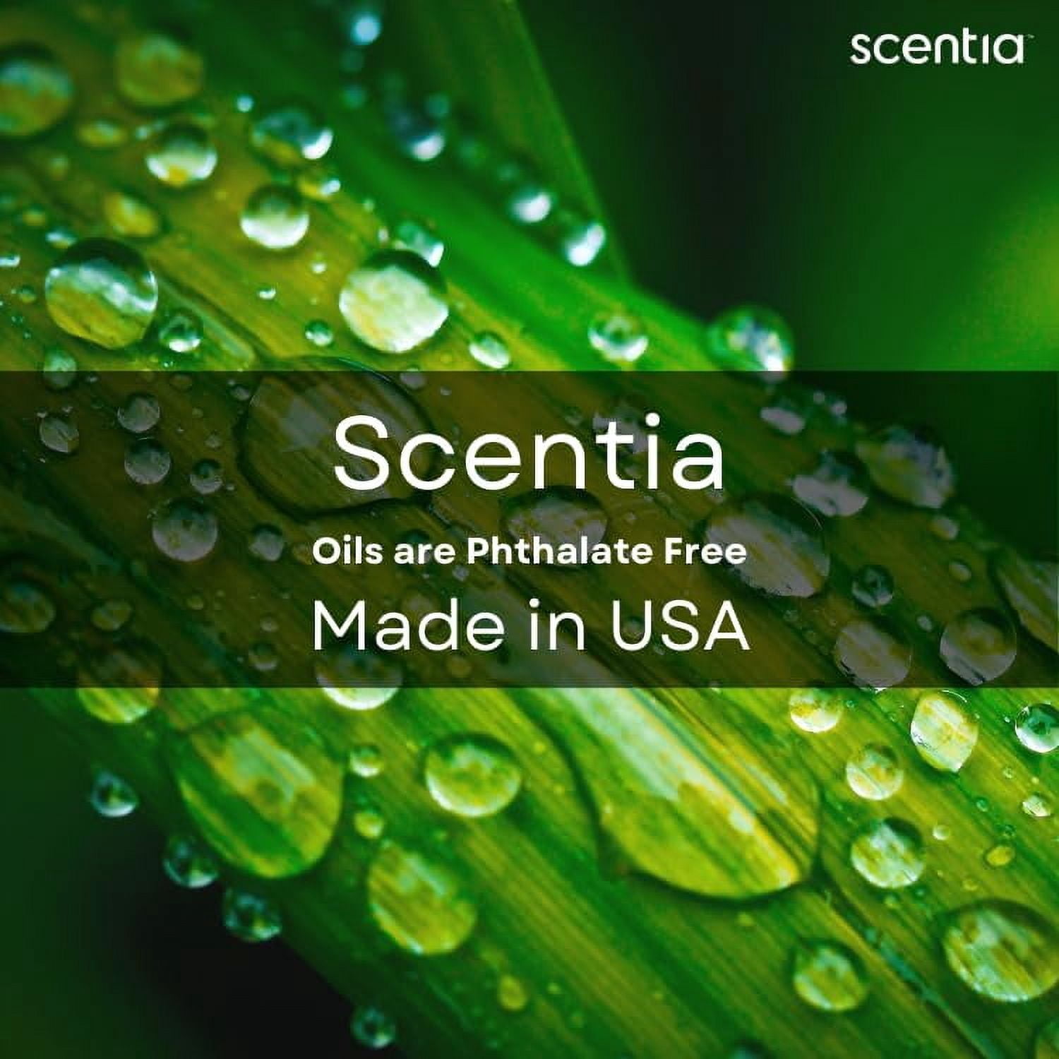 Scentia Pine Frost Essential Oil – 50ml Christmas Diffuser Oil | Crisp Winter Blend with Fir, Pine, Citrus & Vanilla | Holiday Aromatherapy for Gifting, Candles & DIY Soaps