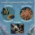 thumbnail image 3 of Mysis Shrimp, Freeze Dried Mysis Shrimp for Marine Fish, Corals, Anemones, Cichlids, Discus, Goldfish, Bettas, All Tropical Fish 1oz Canister, 3 of 5