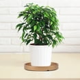 thumbnail image 6 of Mersess 3-Pack Round Ceramic Plant Saucers with Drip Trays for Indoor and Outdoor Flower Pots, and Stylish, 6 of 11
