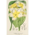 thumbnail image 2 of Charles Antoine Lemaire 11x14 Black Ornate Wood Framed Double Matted Museum Art Print Titled: Plumeria Lutea (1854-1896), 2 of 5
