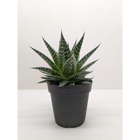 Succulent Gasteria Durban, 3" Pot, Indoor Houseplant, Easy Care, Live Plant for Indoor & Outdoor