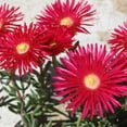 thumbnail image 2 of Ice Plant Drought Tolerant Dorotheanthus Gelato Red Ground Cover Plant Seed - 10000 Seeds, 2 of 4