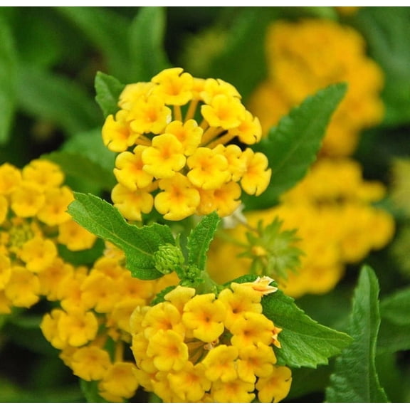 Set 2 Lantana Chapel Hill Yellow Plants 4-7" Tall for Planting, Yellow Lantana Flower Plants, Perennial Flowering Plants, Ornamental Flower Plant Indoor Outdoor