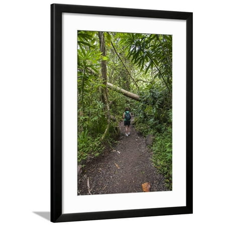 Hiking Manoa Falls Trail, Honolulu, Oahu, Hawaii, United States of America, Pacific Framed Print Wall Art By Michael