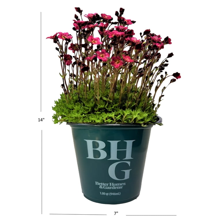 Better Homes and Gardens Outdoor Live Plant Saxifraga Rockfoil