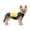 CoolMor™ Dog Cooling Vest – NAVY/YELLOW (SMALL), variant on CoolMor™ Dog Cooling Vest (CoolMor™DogCoolingVest–NAVY/YELLOW(SMALL))