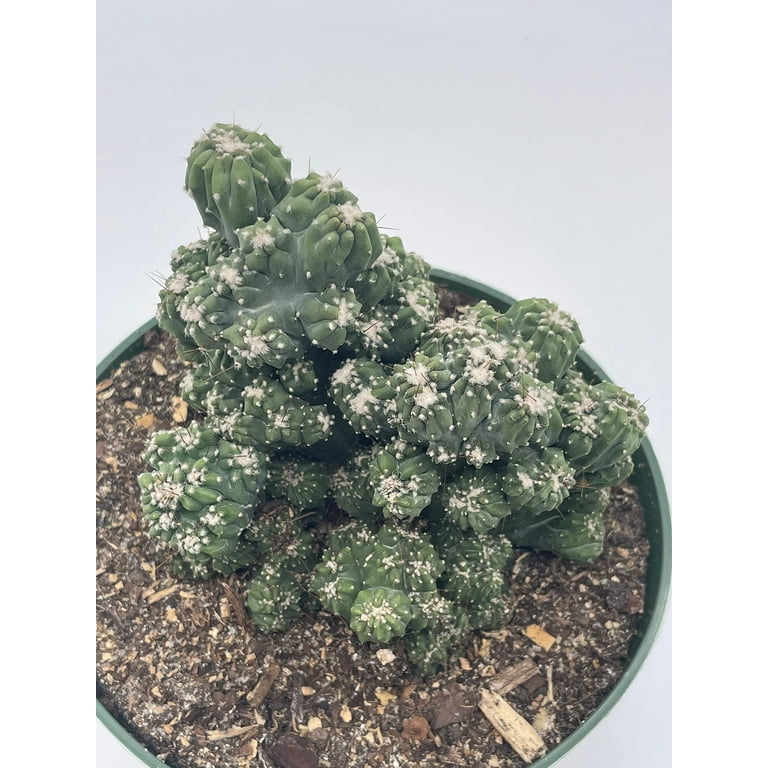 Florida House Plants 6" Crested Peruvian Apple Cereus Cactus, Hedge Cacti -  Walmart.com