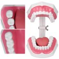 thumbnail image 4 of Dental Teaching Model, Vivid Design Teeth Model Better Display 120 Degree Opening  For Practice ANGGREK Dental Teaching Model, 4 of 8