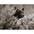 thumbnail image 3 of Fitzharris, Tim 24x19 Black Modern Framed Museum Art Print Titled - Black bear in underbrush Sepia, 3 of 5