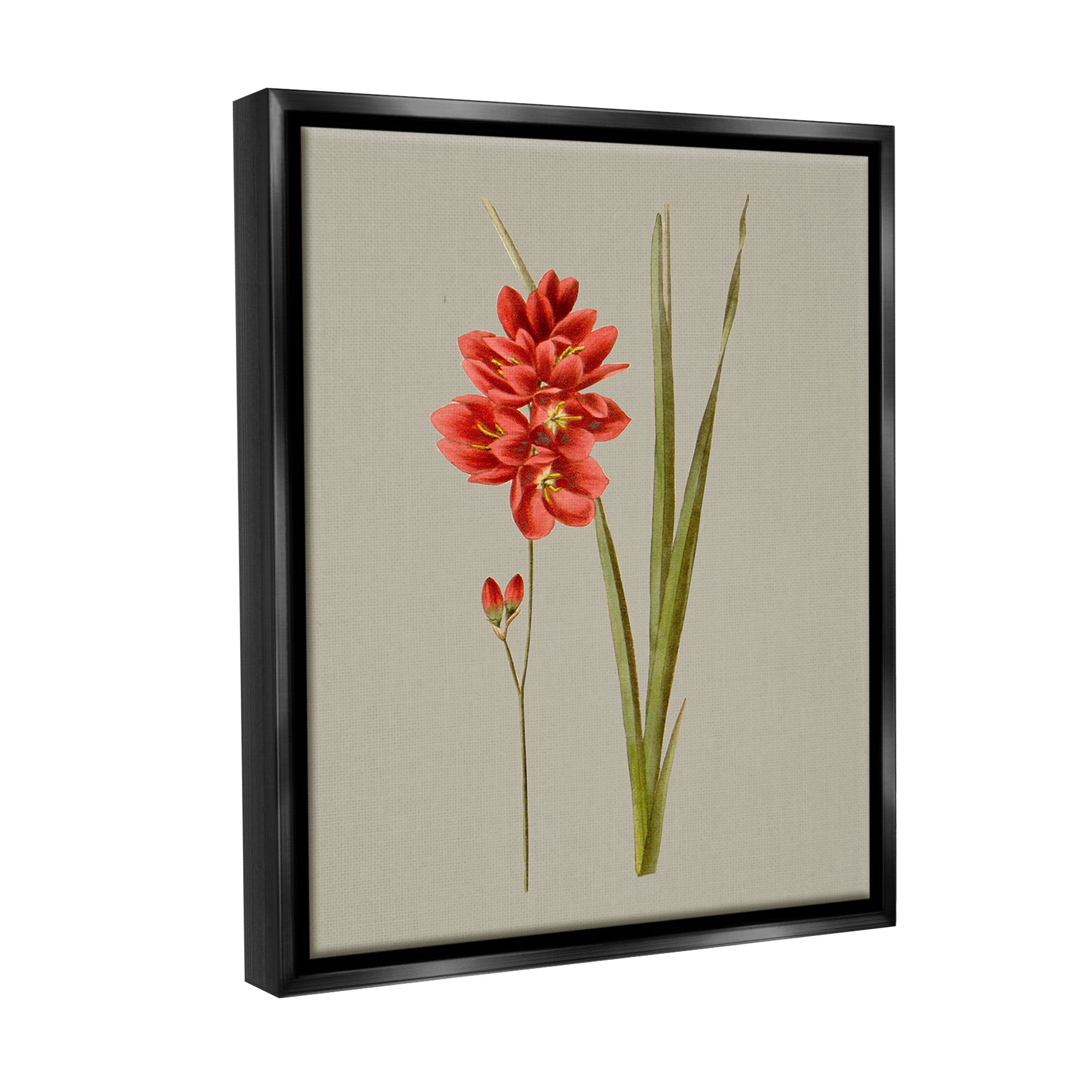 Stupell Industries Red Traditional Botanical Botanical & Floral Painting Black Floater Framed Canvas Art Print Wall Art, 25 x 31