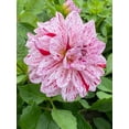 thumbnail image 2 of Go-Go Speckled Dahlia - Top Size Root Clump, 2 of 4
