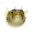 thumbnail image 2 of Long-spine Porcupinefish Wall Decal by Wallmonkeys Peel and Stick Graphic (48 in W x 43 in H) WM355303, 2 of 4