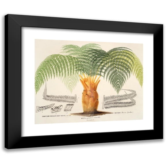Charles Antoine Lemaire 14x12 Black Modern Framed Museum Art Print Titled - Cibotium (1854-1896)