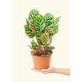 thumbnail image 4 of Calathea Makoyana Live Green Plant in 8" Pot, 4 of 6