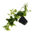 thumbnail image 4 of Clispeed Realistic Artificial Pothos Plant in Decorative Pot, Faux Hanging Greenery for Indoor Home, Office, and Living Room Decor, 4 of 7