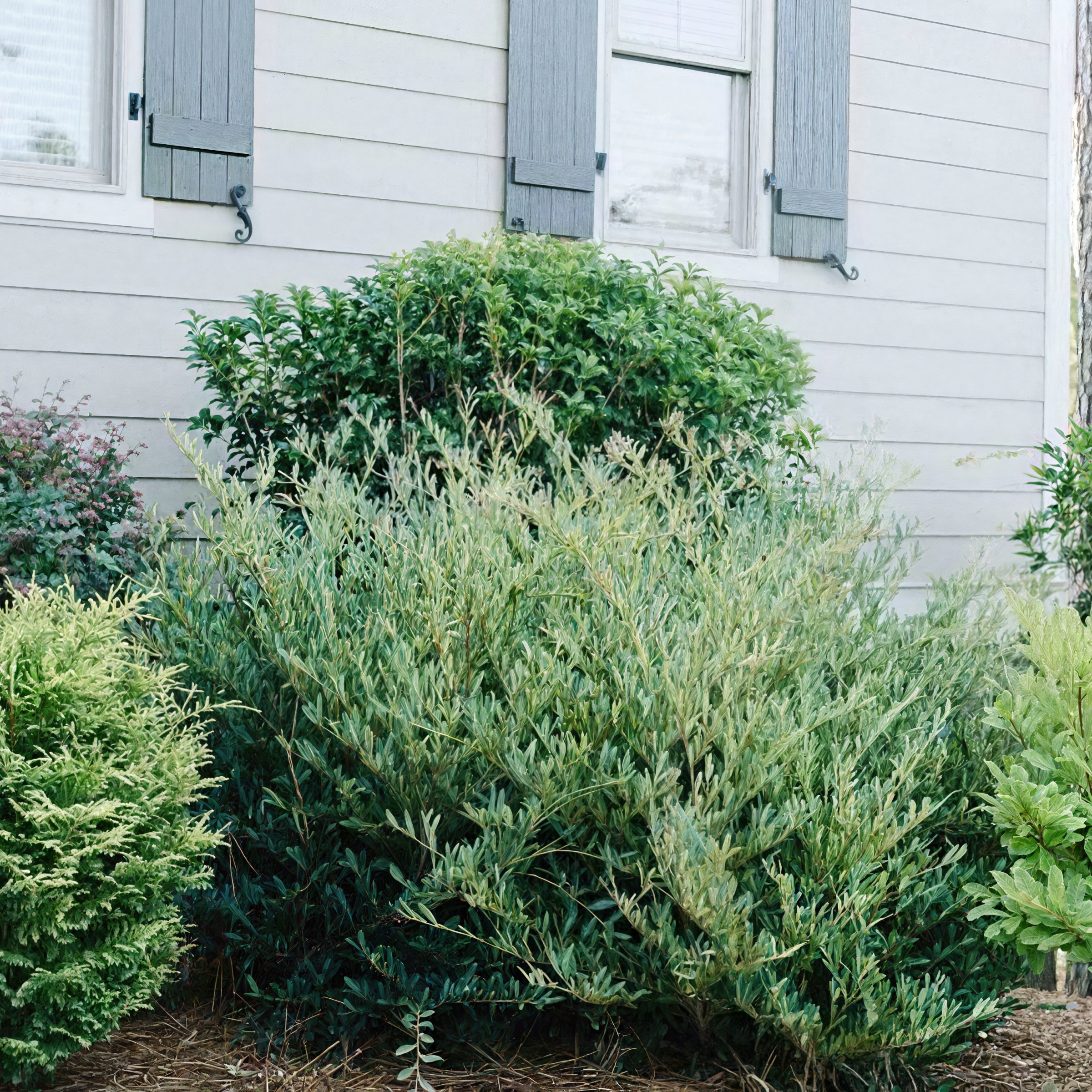 3 gal. Distylium Cinnamon Girl Shrub