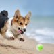 thumbnail image 4 of Pelota de juguete para perros, diversión sin fin, duradera, TPR, dispensador de alimentos, pelota interactiva para la dentición del perro, para casa, interior, familia, verde, 4 of 10