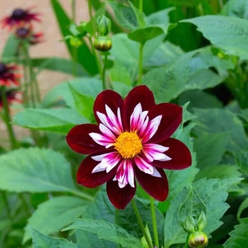 40 Seeds Night Butterfly Dahlia Mix - Pollinator Friendly, Heirloom, Non-GMO, Open Pollinated Flower Seeds for Vibrant Garden Blooms