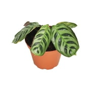 Calathea Ctenanthe x Burle Marx - 2 from California Tropicals