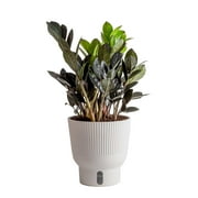 Raven® ZZ Plant, Zamioculcas Zamiifolia, Medium Indirect Sunlight, Indoor House or Office Tabletop Plant, in 6-inch Self Watering Pot