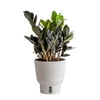Costa Farms Trending Tropicals Live Indoor 10in. Tall Raven® ZZ Plant in 6in. Self-Watering Planter