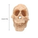 thumbnail image 2 of Toystoory Acuario decoración paisajismo cabeza hueso cueva ornamento acuático Artificial decorativo pecera reptil caja Prop reutilizable Kits de decoración para fiestas, 2 of 6