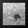 thumbnail image 2 of Burkhart, Monika 12x12 Black Modern Framed Museum Art Print Titled - Blooming Daisy I BandW, 2 of 5