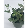 thumbnail image 3 of Hoya Pubera, 4 inch, Nummularioides Picta, Rare Fuzzy Leaves Hoya, 3 of 9