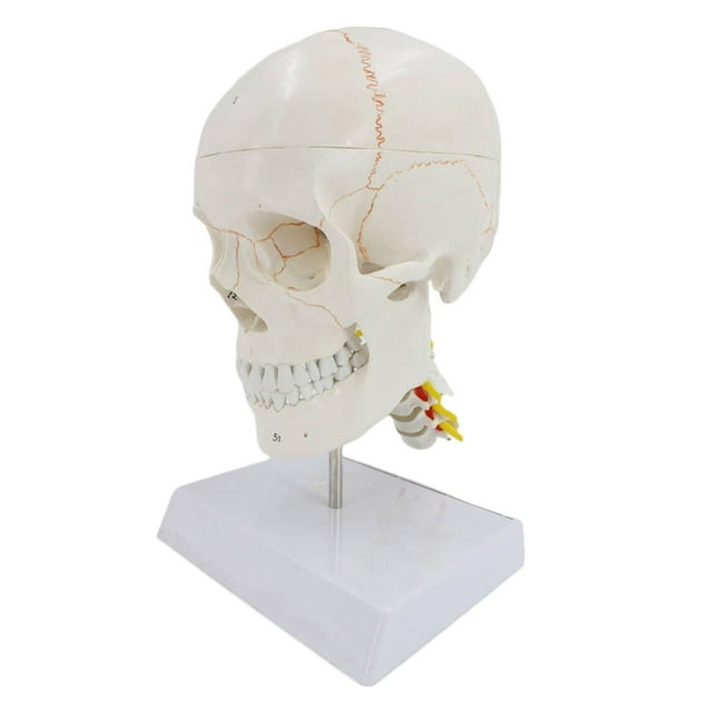 Modelo de , Desmontable ista, Detaldo Científico con Cerebro, Tamaño , de Cabeza para Enseñanza, Accesorios, entre Hugo Accesorio de calavera