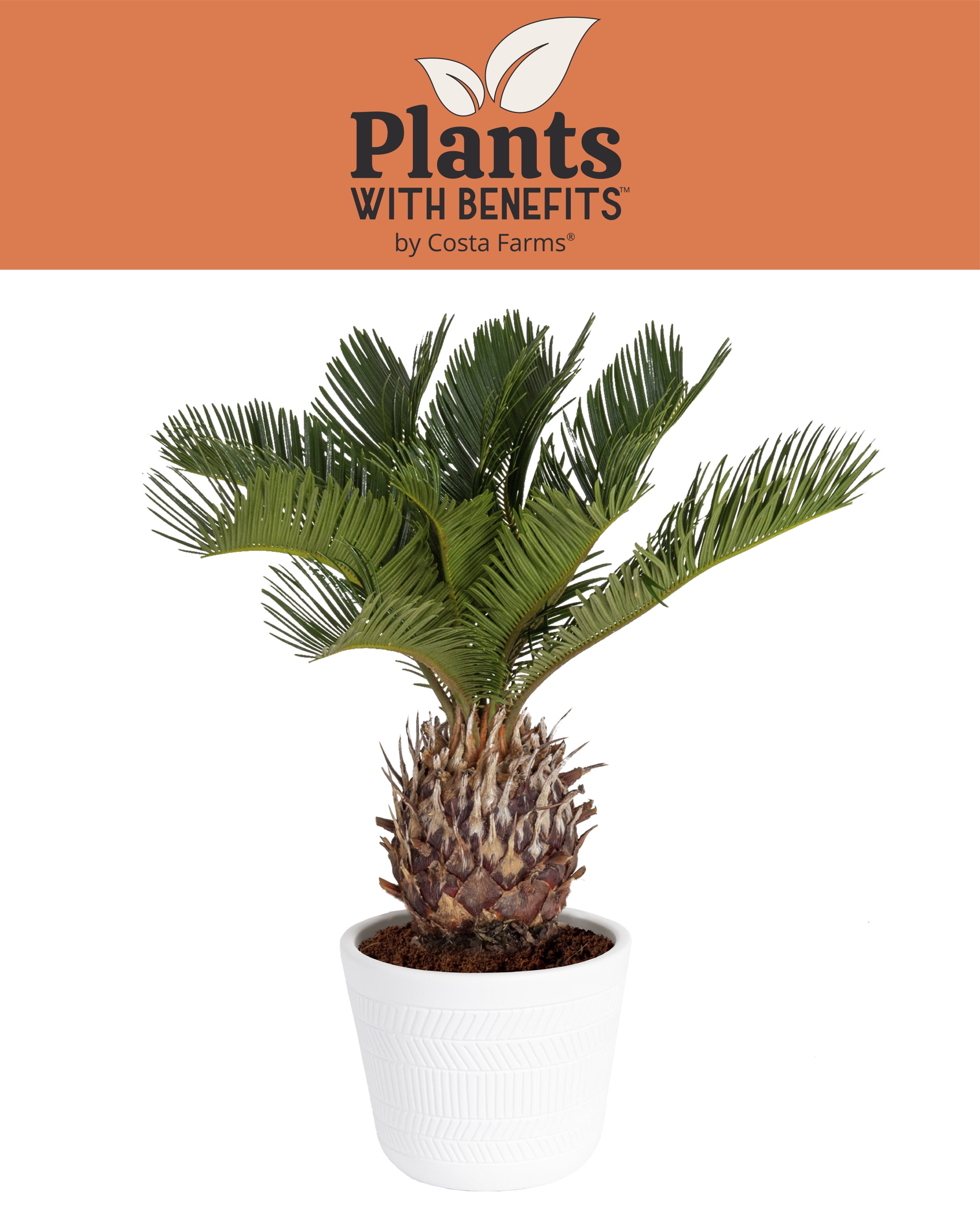Plants with Benefits Live 15in. Tall Green Sago Palm Plant; 6in. Ceramic Pot