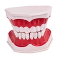 thumbnail image 3 of Modelo de diente multifuncional educativo para adultos, modelo de cepillado dental para enseñanza Fijado, 3 of 9