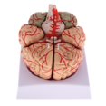 thumbnail image 1 of Herramienta de Enseñanza de Estudio Modelo de cerebro desmontado Sunnimix Modelo de nervio cerebral humano, 1 of 8